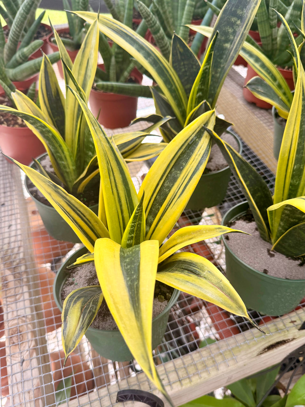 Sansevieria Golden Flame