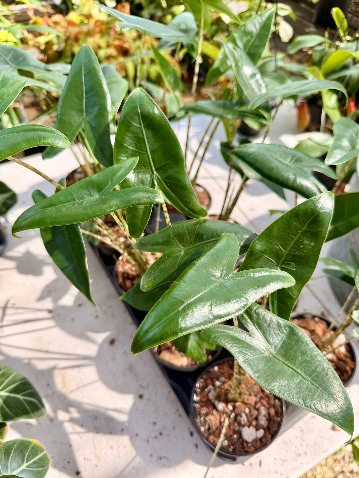 Alocasia Zebrina