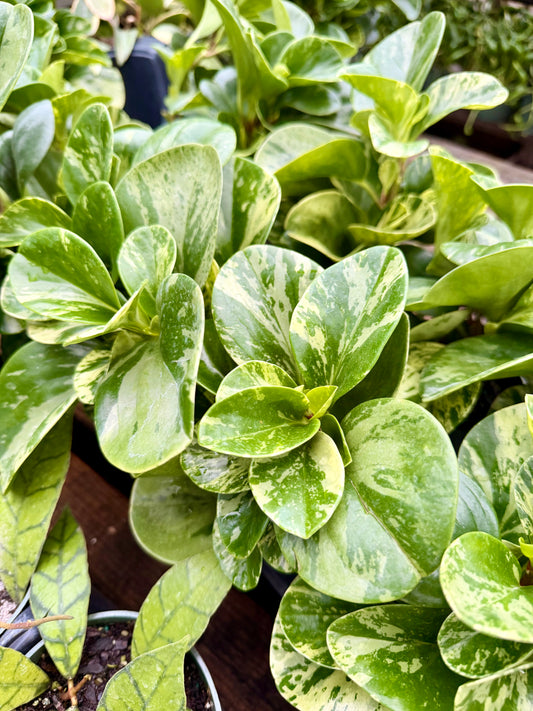 Peperomia Marble