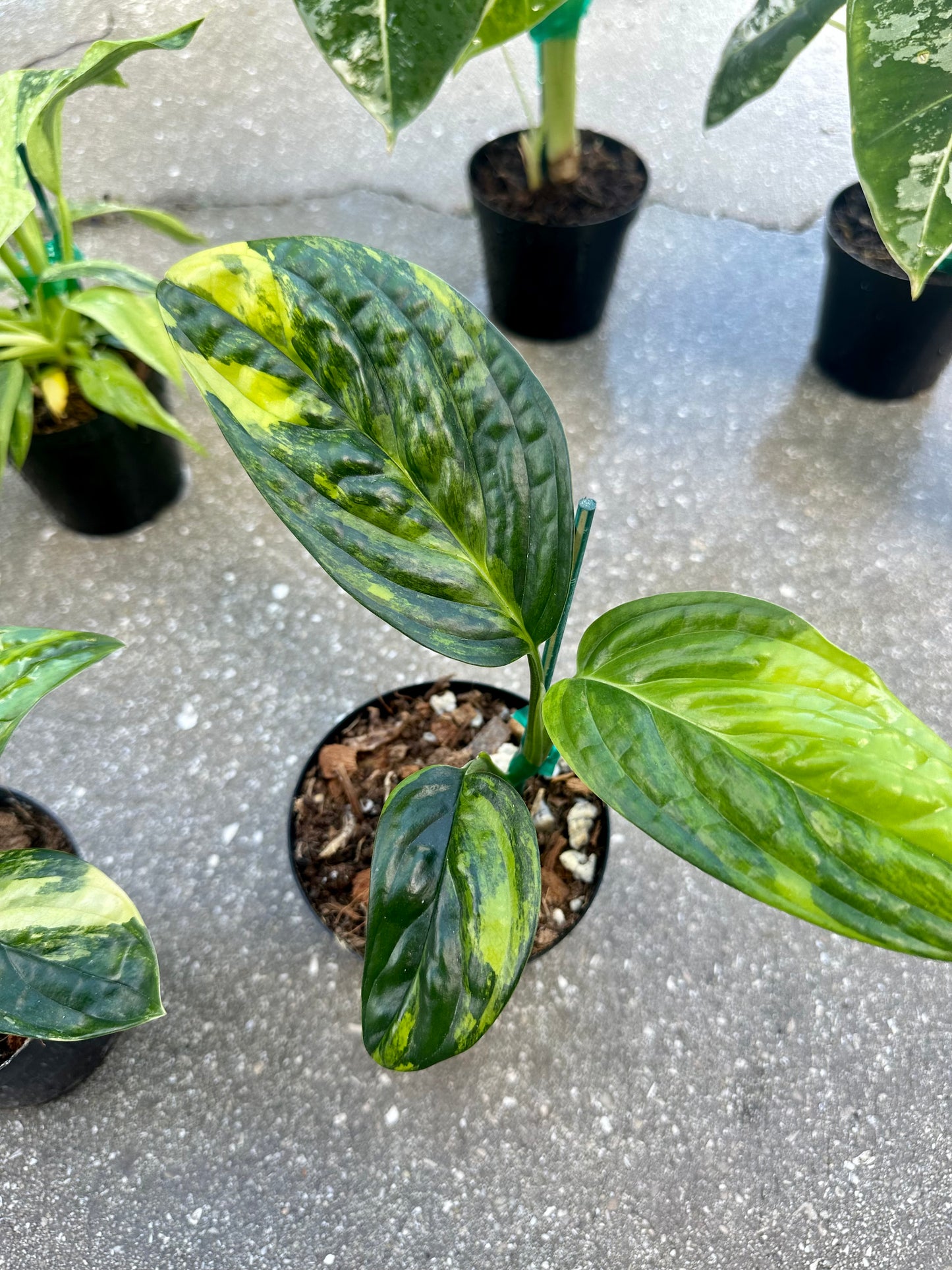 Monstera Peru Variegated