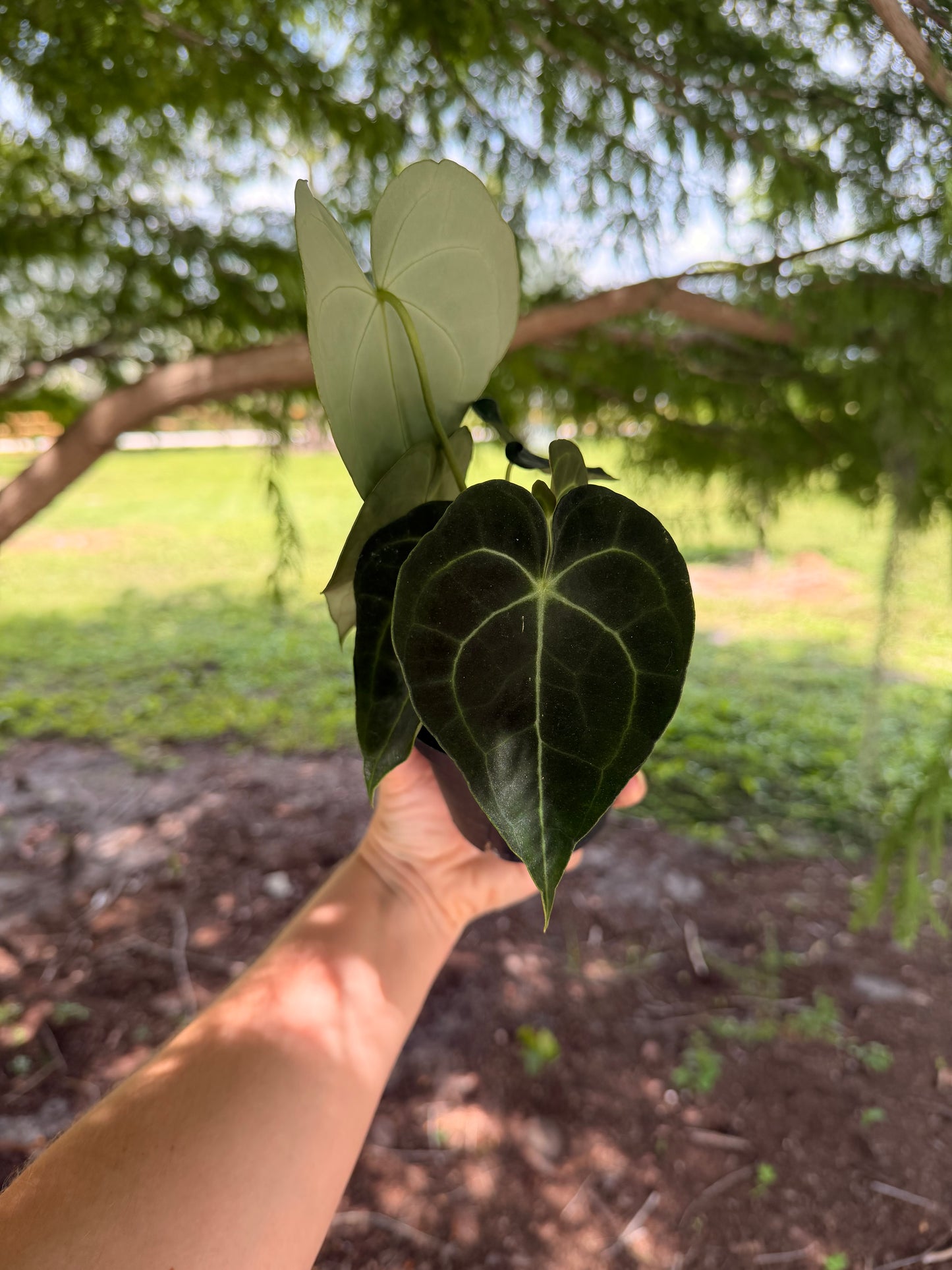 Anthurium Clarinervium Hybrid