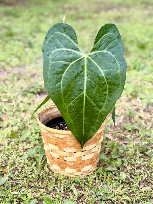 Wicker Plant Baskets