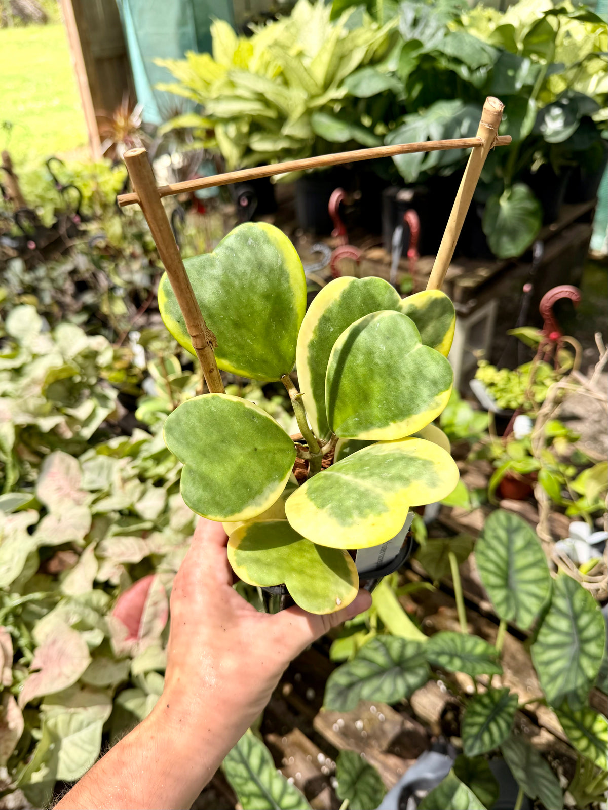 Hoya Kerri with Outer Variegation
