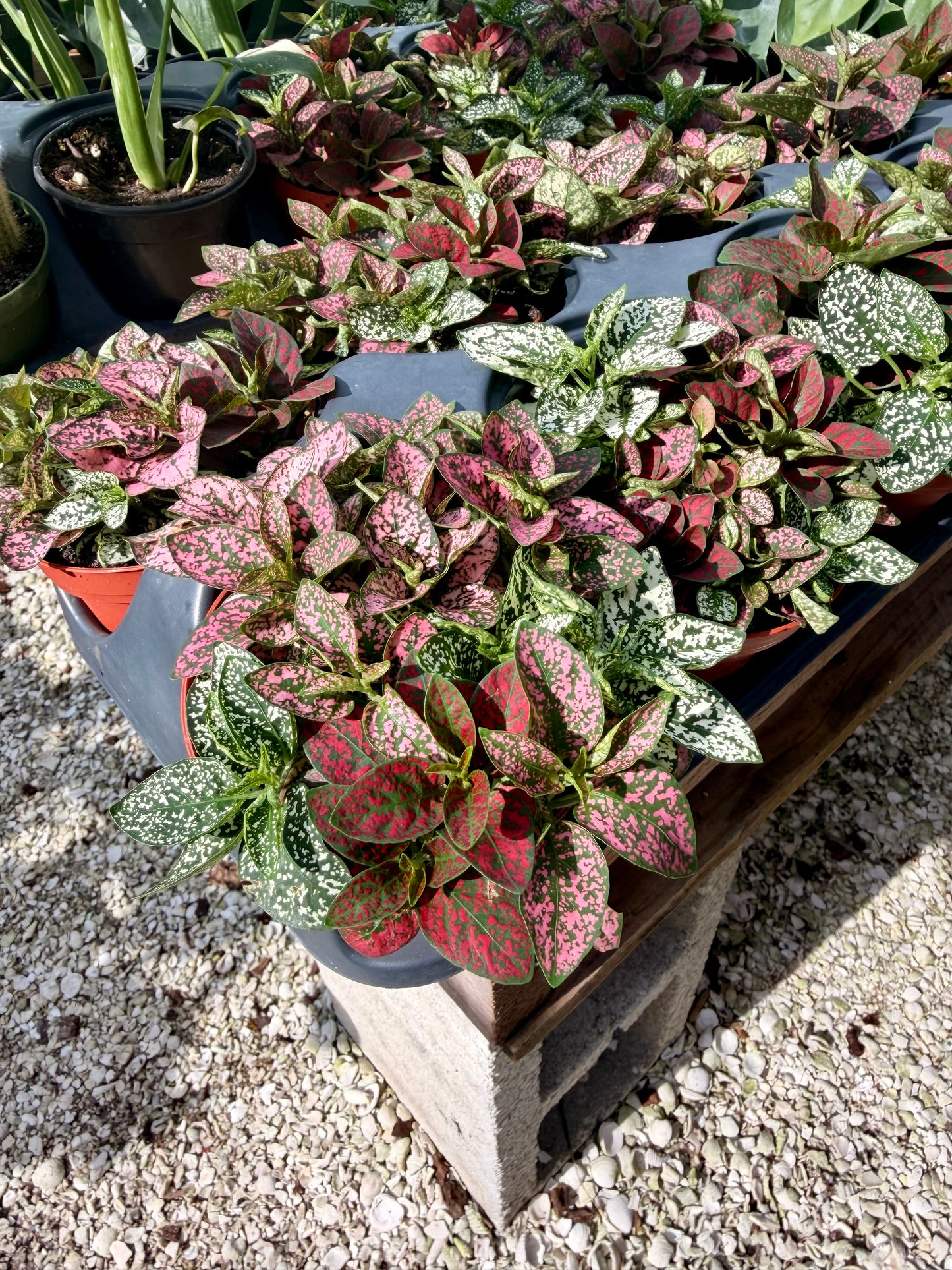 Hypoestes Tricolor