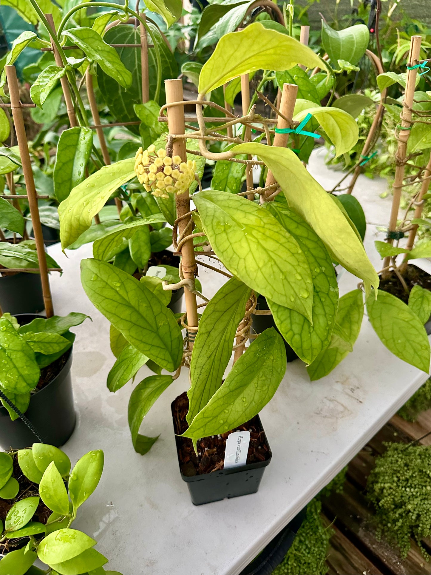 Hoya Vitellinoides
