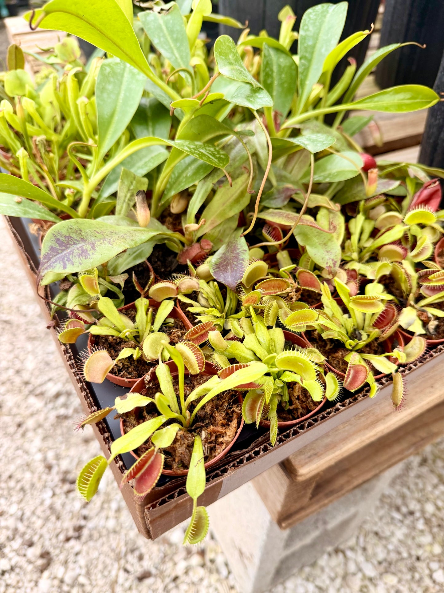 2" Carnivorous Plants