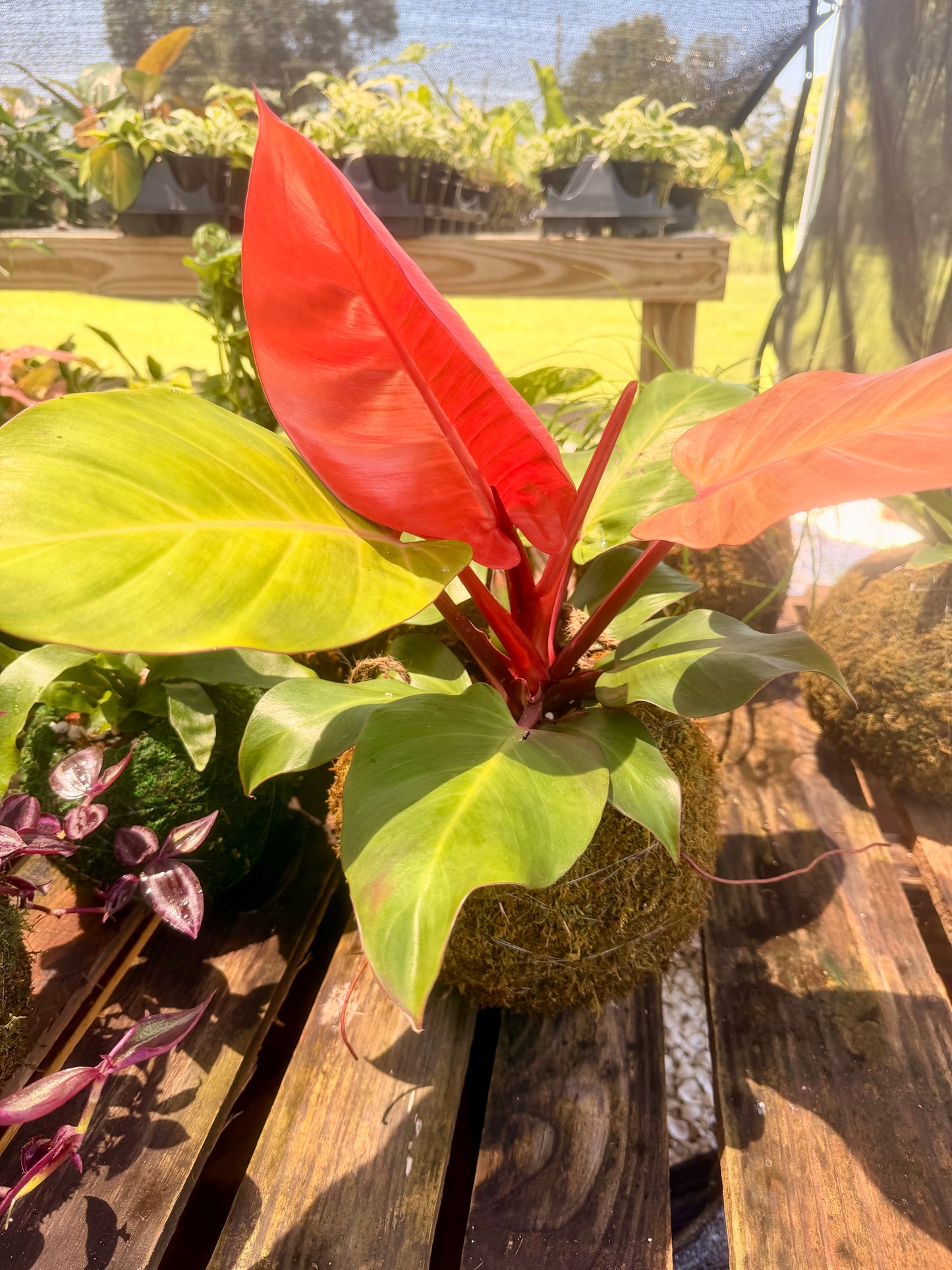 Kokedama Philodendron McColley Finale