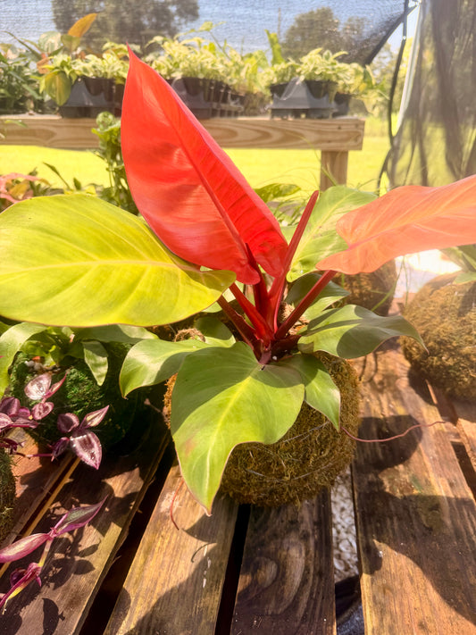 Kokedama Philodendron McColley Finale