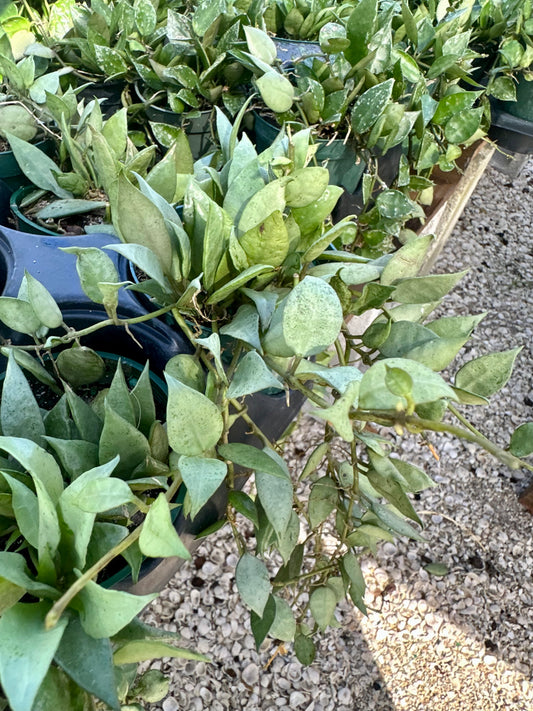 Hoya Lacunosa Mint