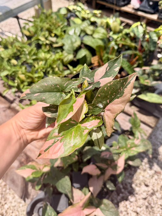 Syngonium Pink Splash