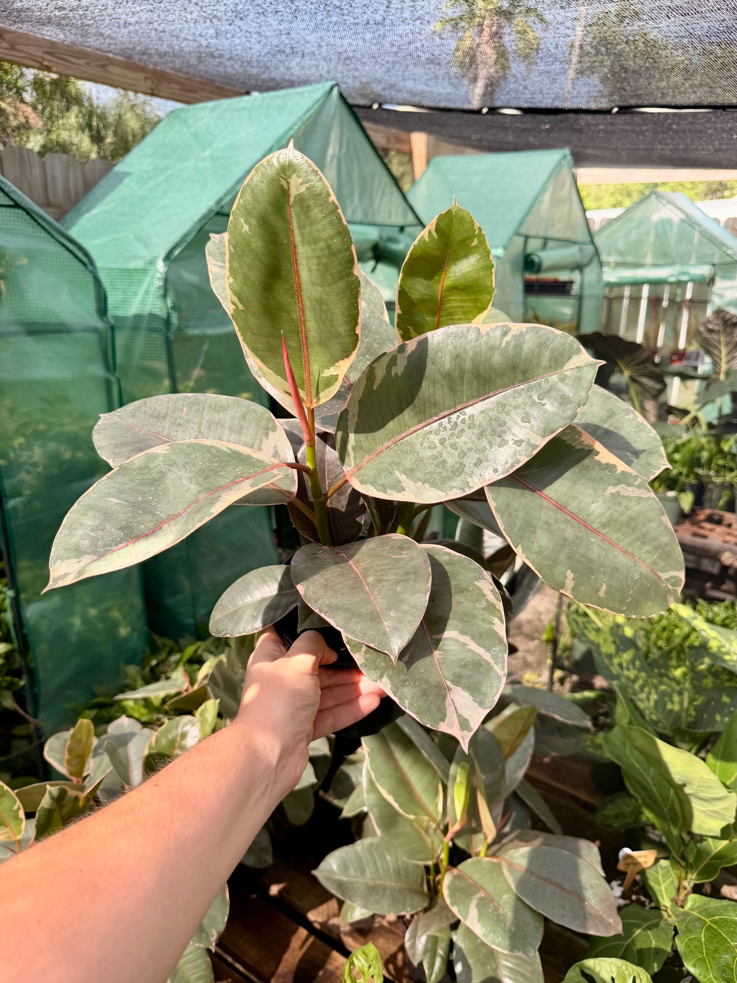 Ficus Ruby
