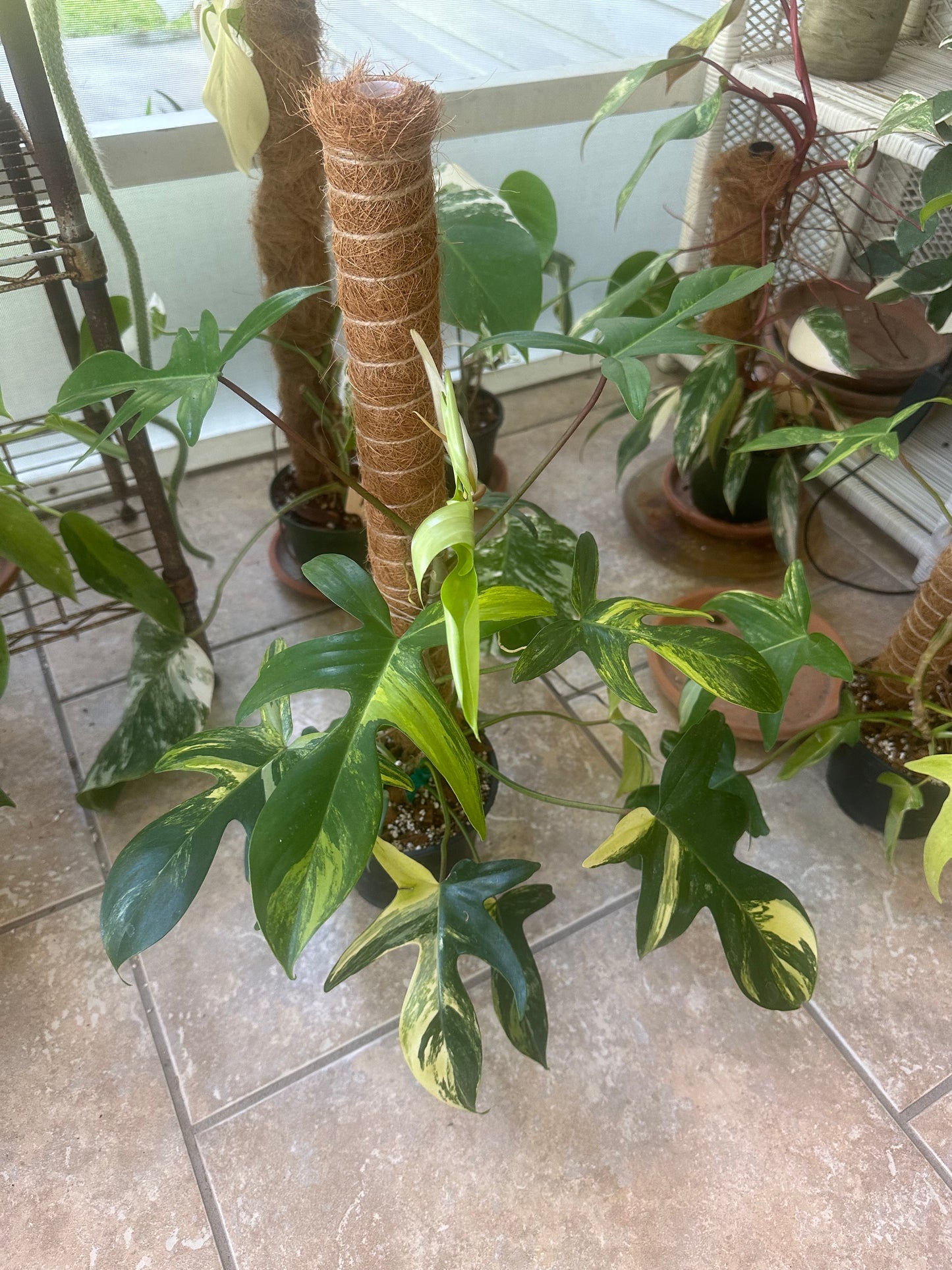 Philodendron Florida Beauty