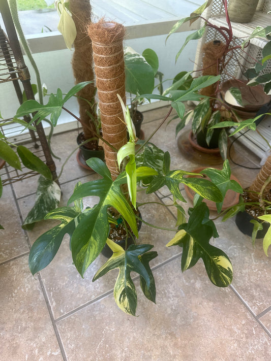 Philodendron Florida Beauty