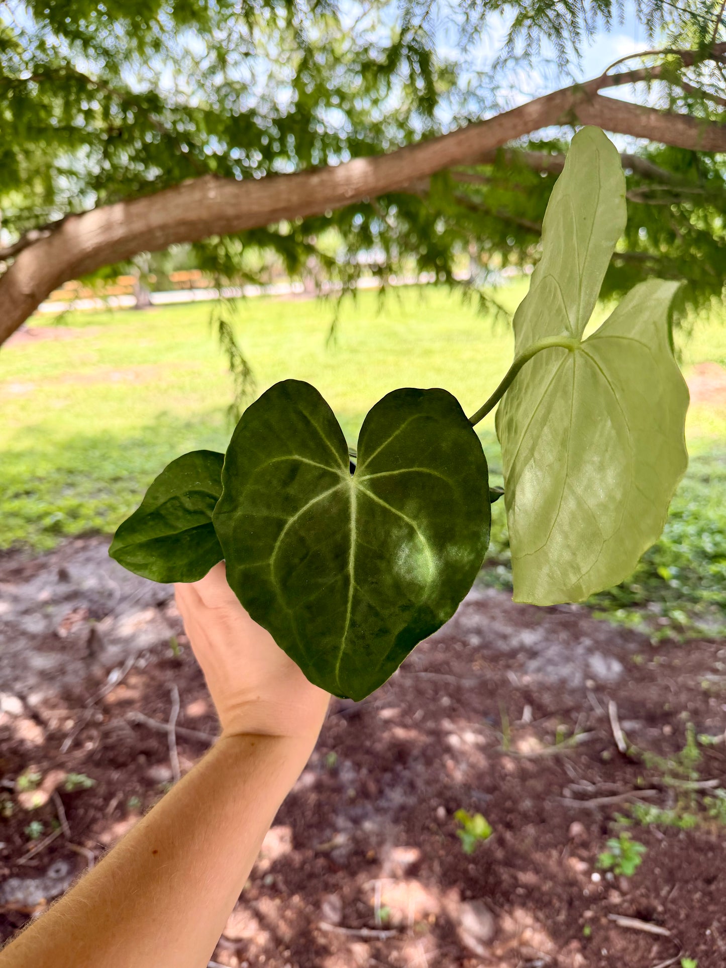 Anthurium Clarinervium