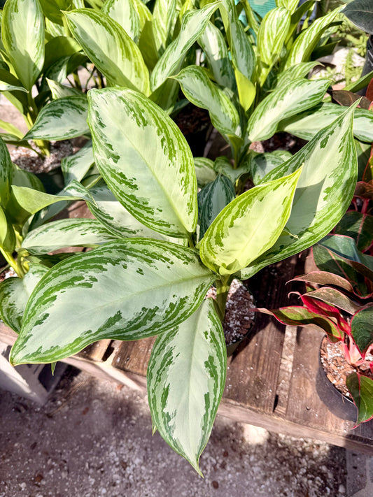Aglaonema Silver Bay