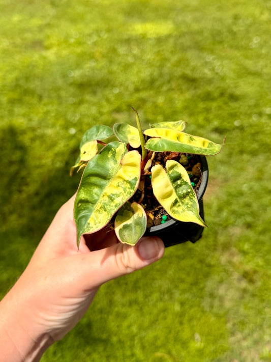 Philodendron Billietiae Variegated