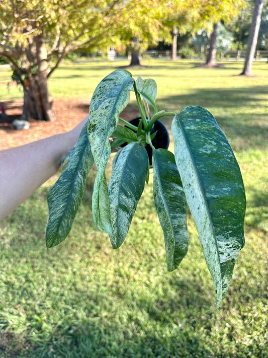 Epipremnum Giganteum Variegated