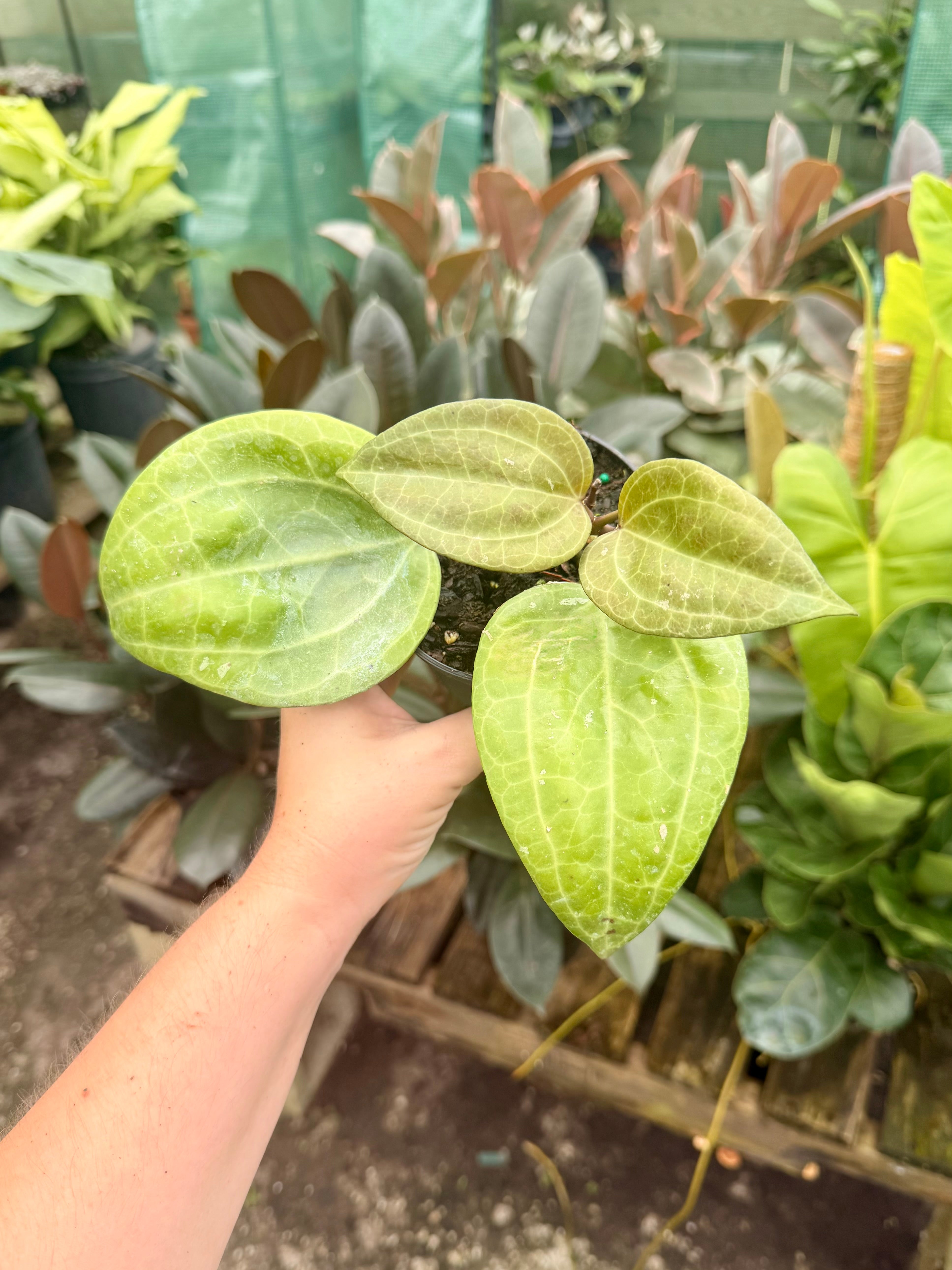 Hoya Sarawak – Groovy Growing