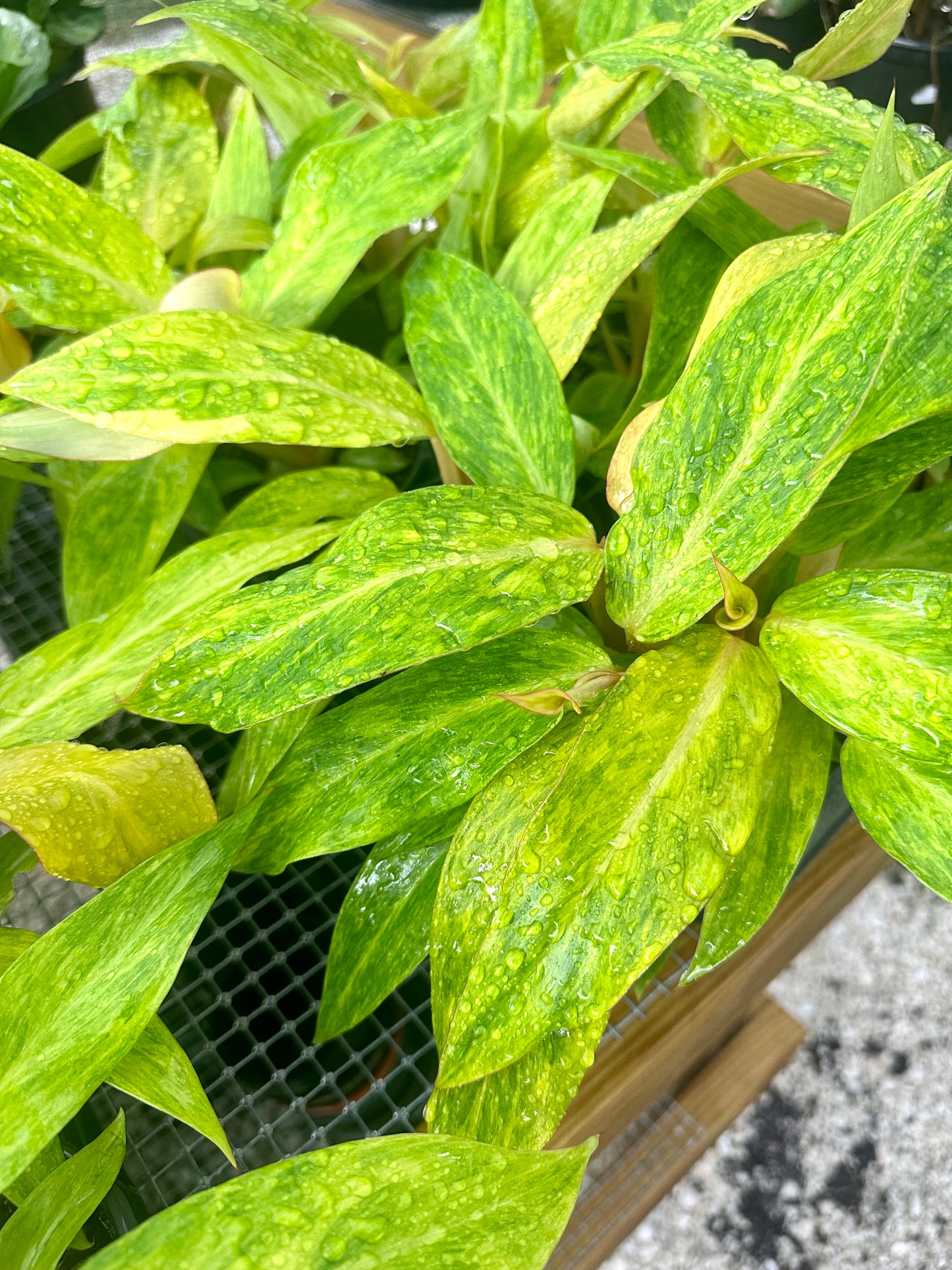 Philodendron Orange Marmalade