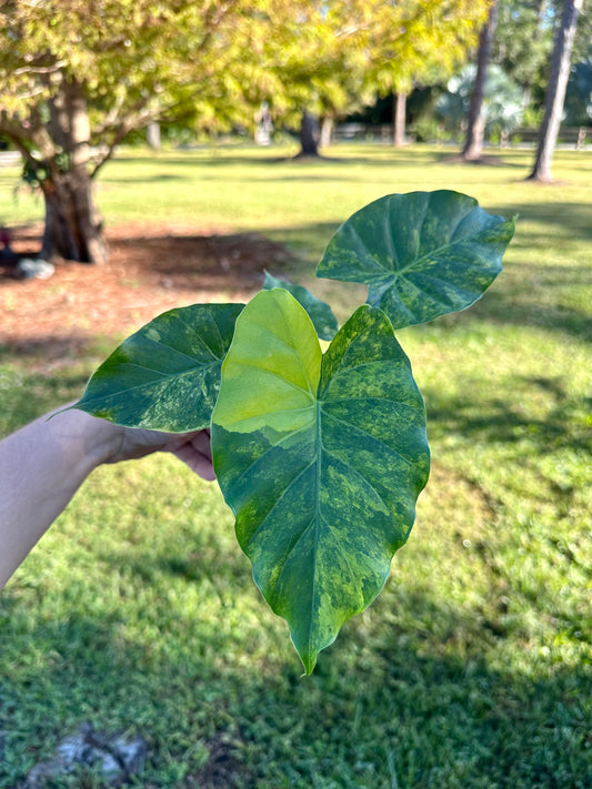 Alocasia Gageana Aurea