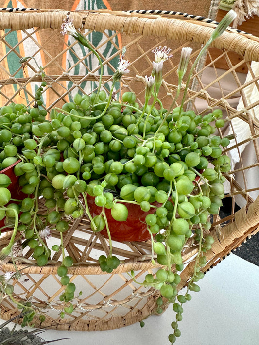 String of Pearls
