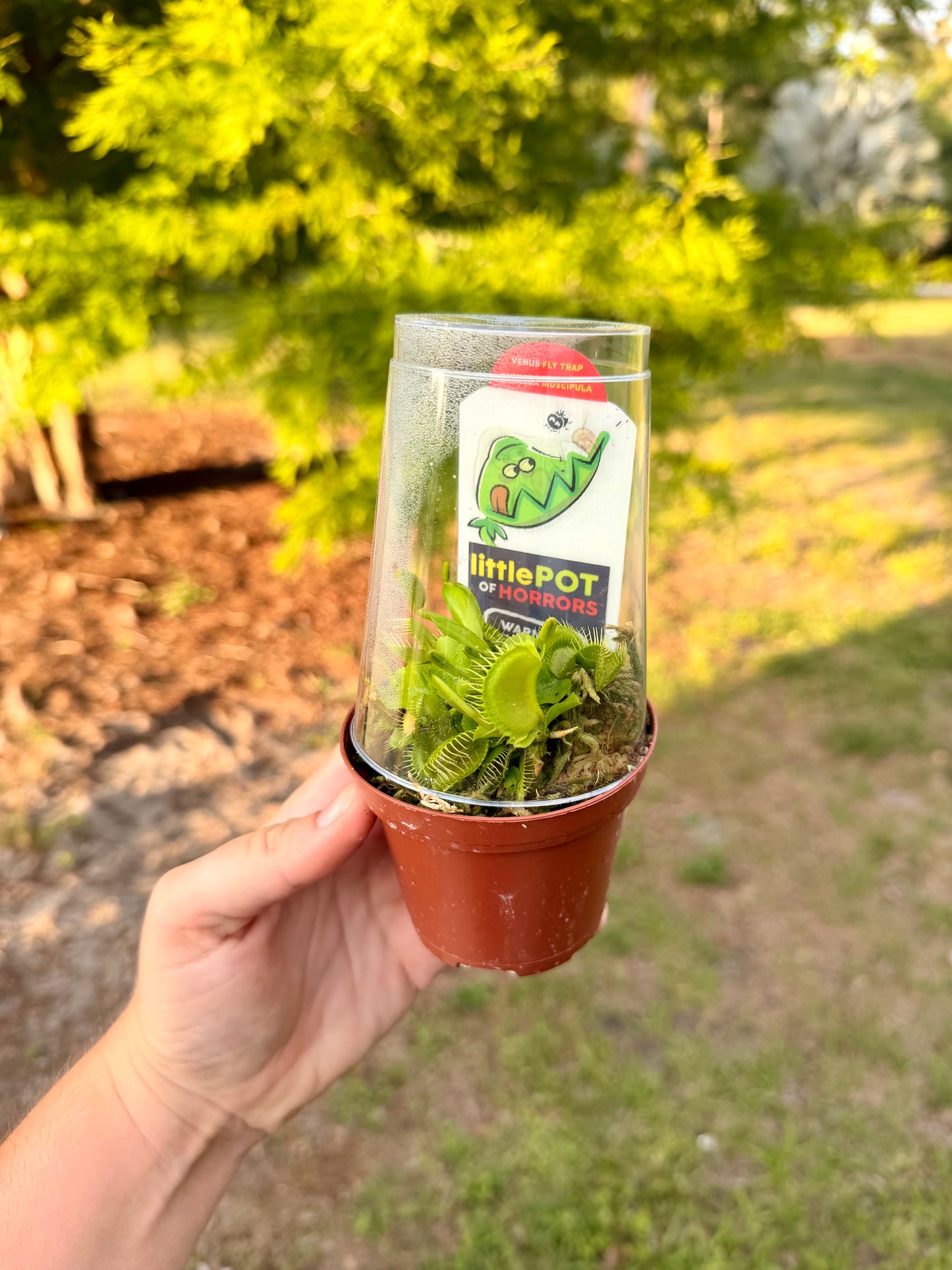 Venus Fly Trap