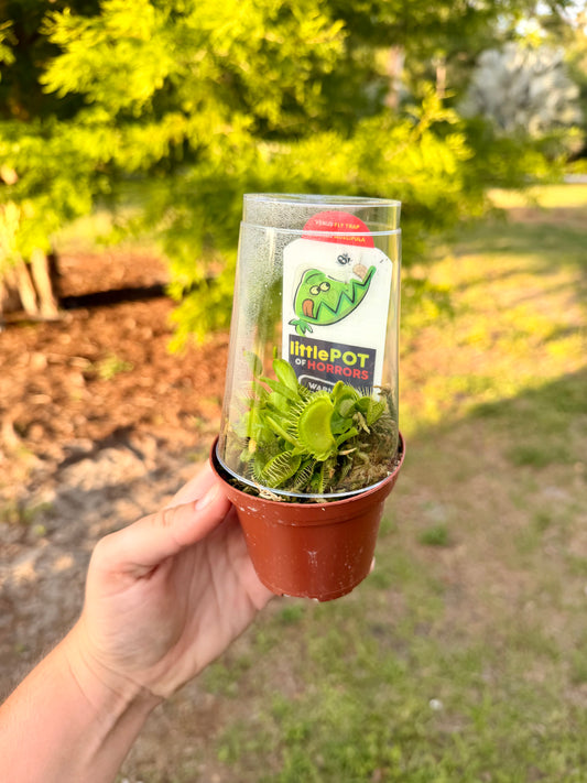 Venus Fly Trap