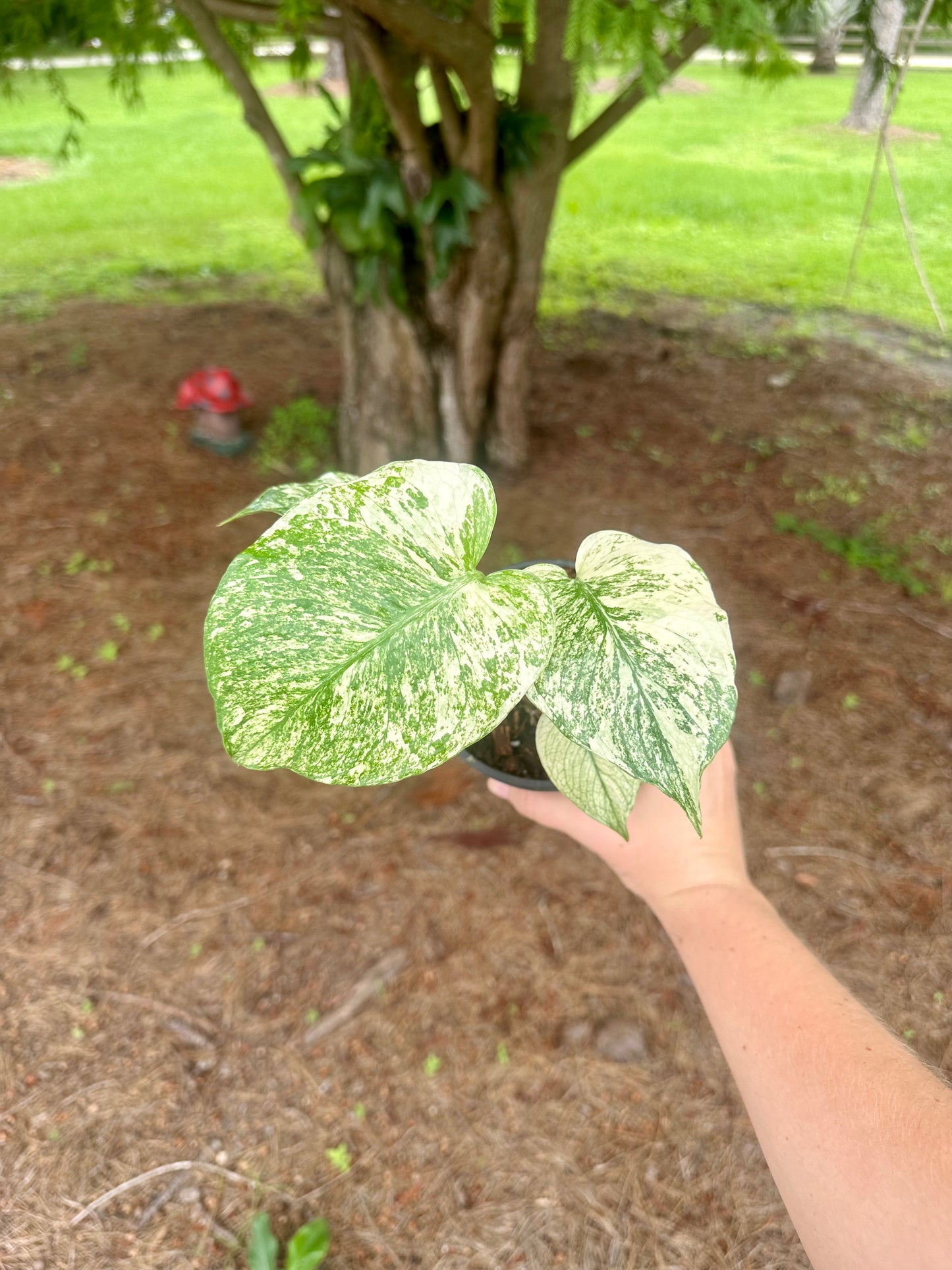 Monstera Mint