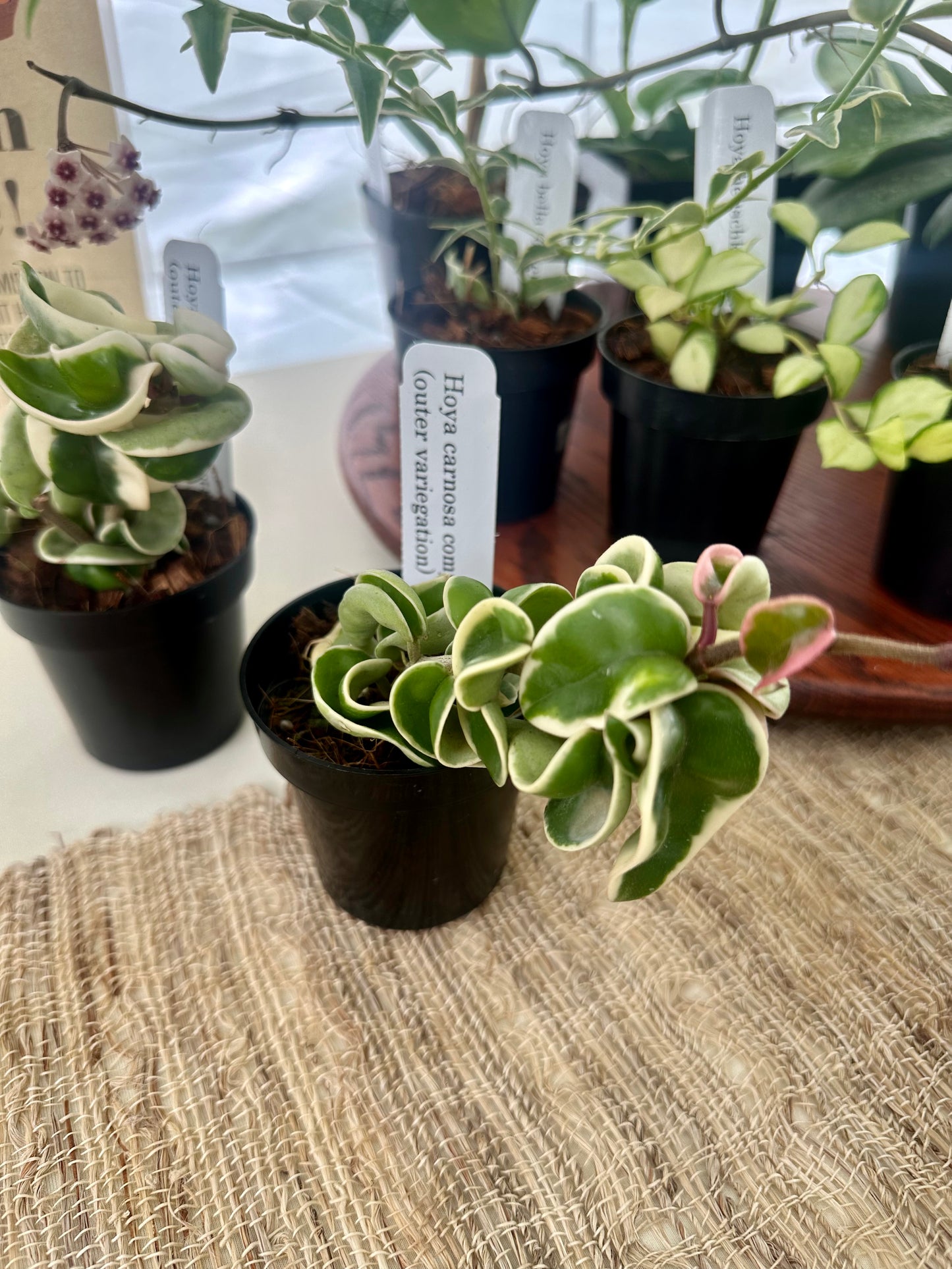 Hoya Carnosa Compacta Variegated