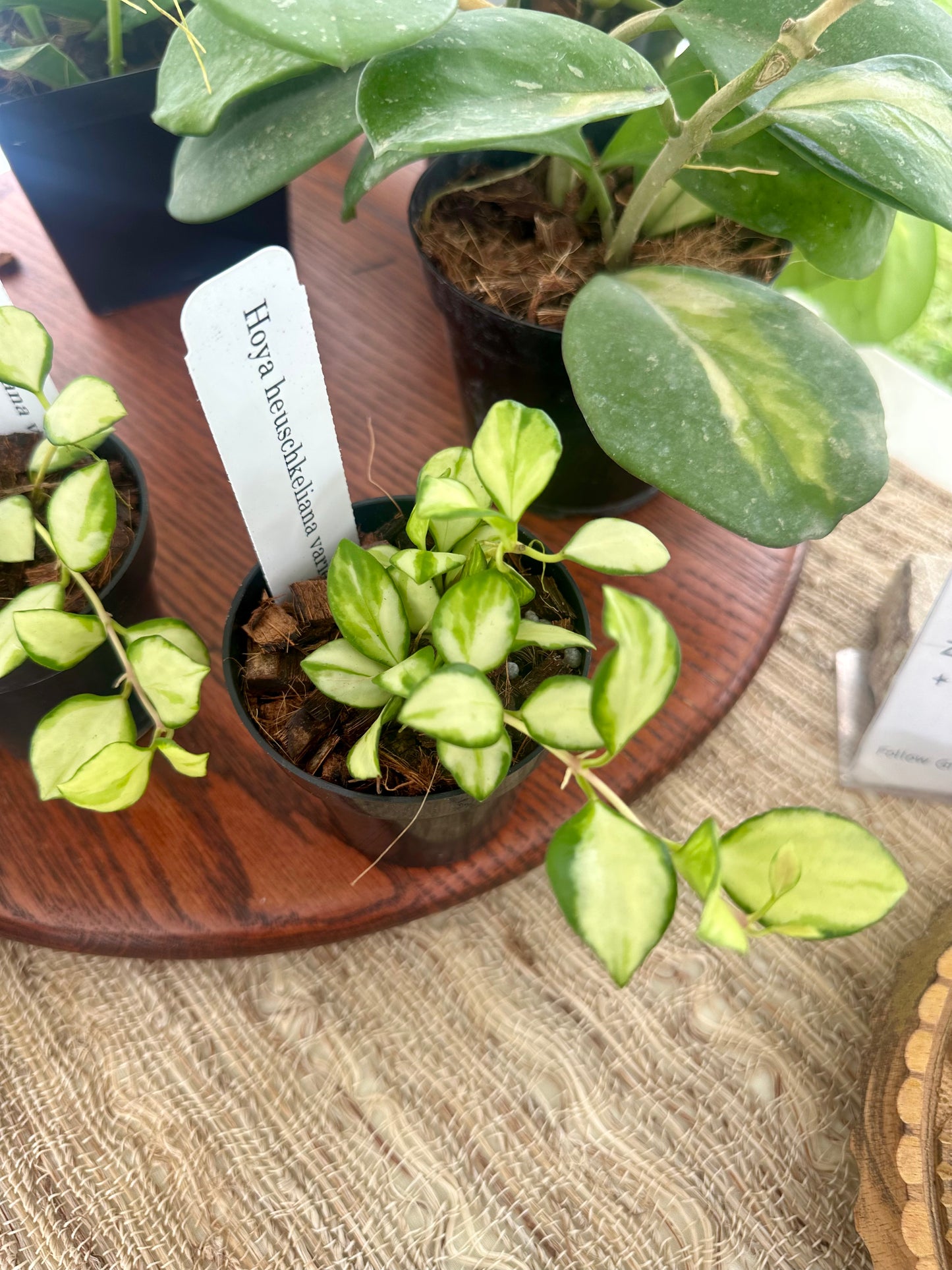 Hoya Heuschkeliana Variegated