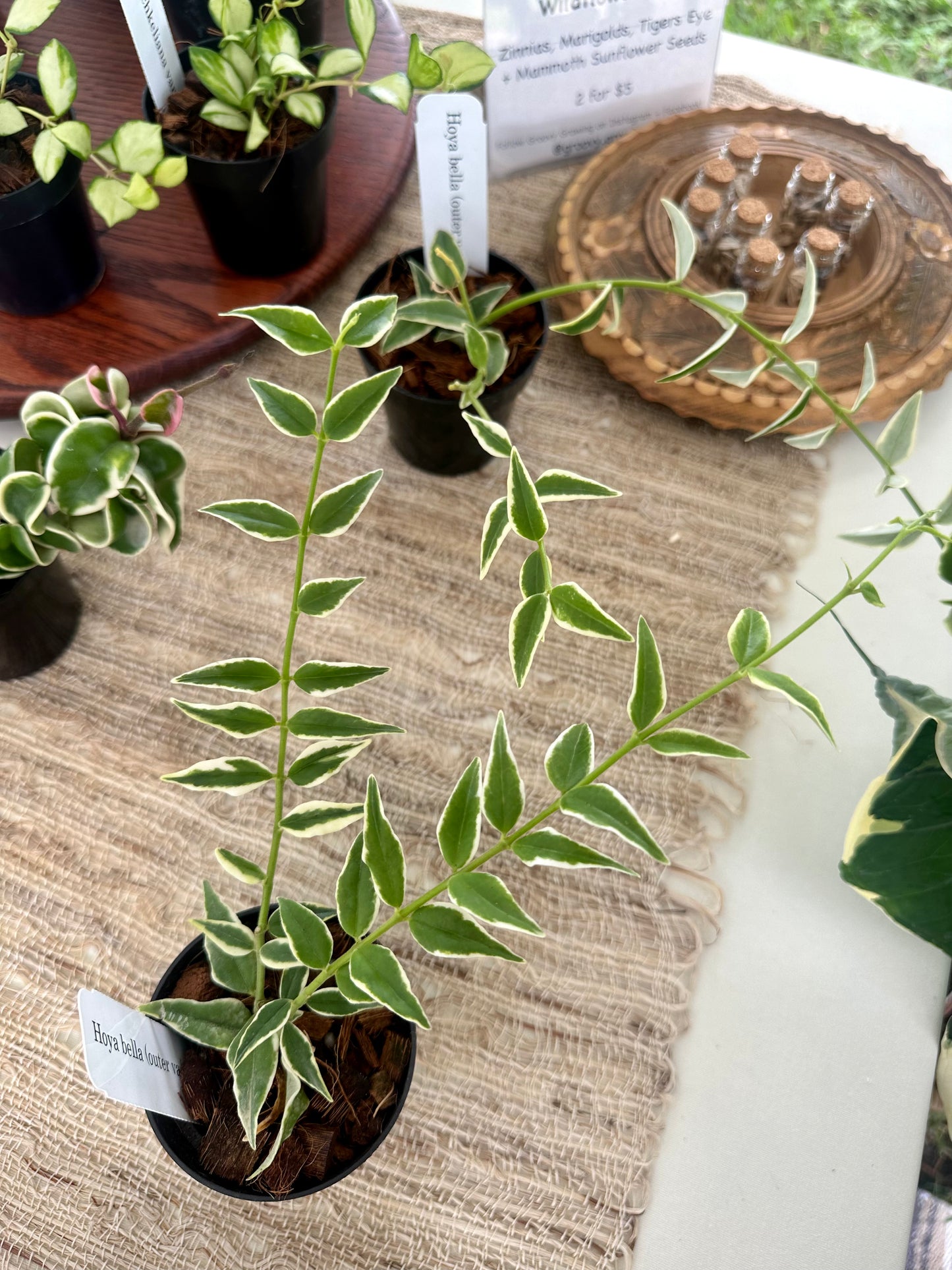 Hoya Bella with Outer Variegation