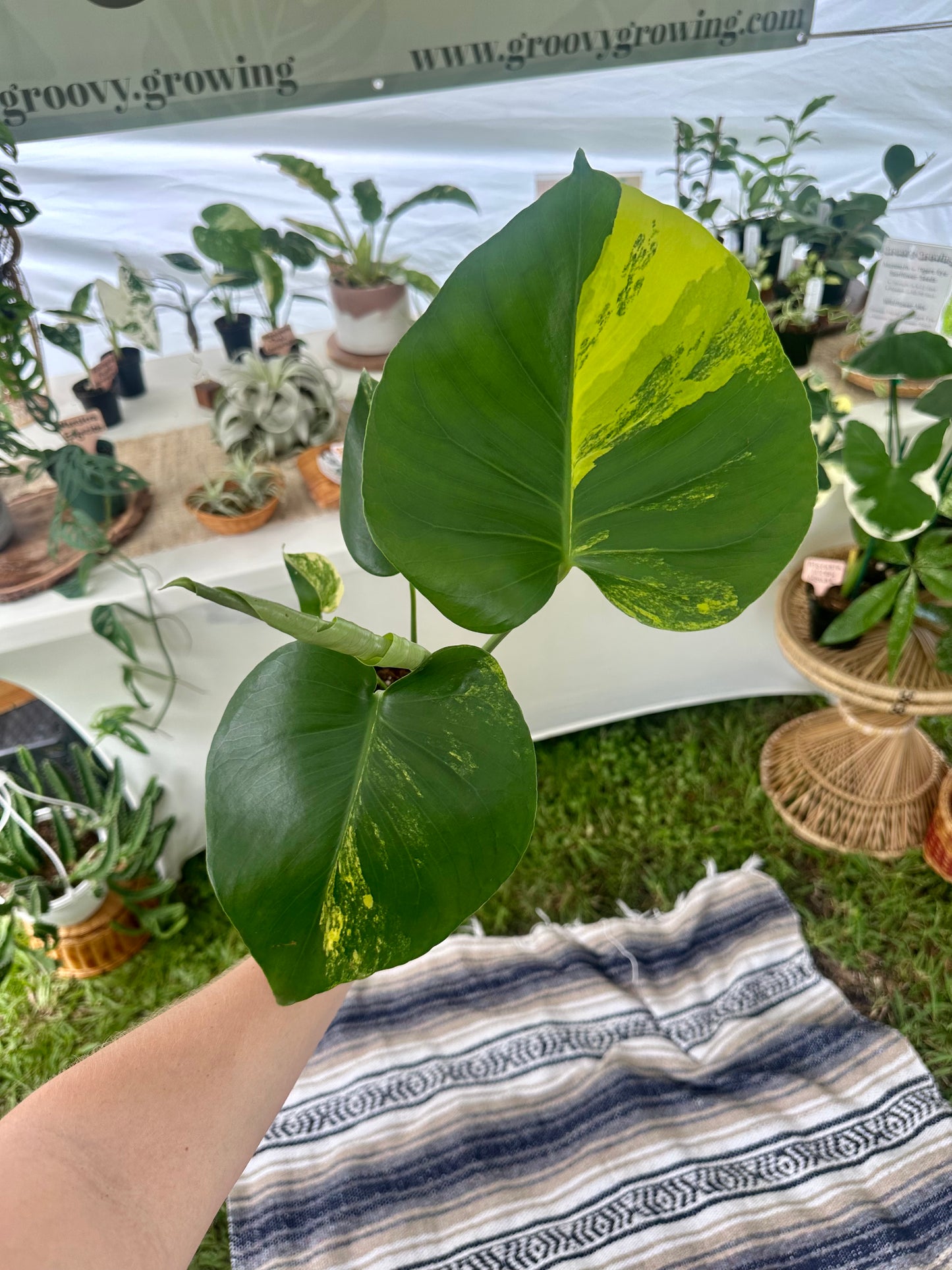 Monstera Deliciosa Aurea Variegated