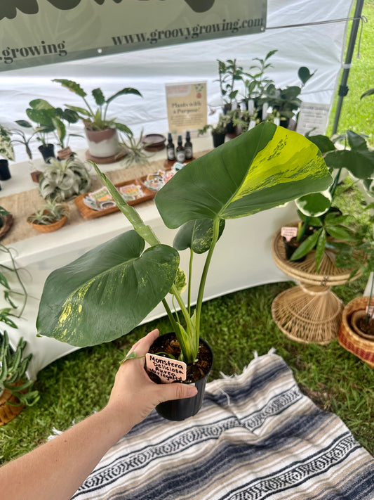 Monstera Deliciosa Aurea Variegated