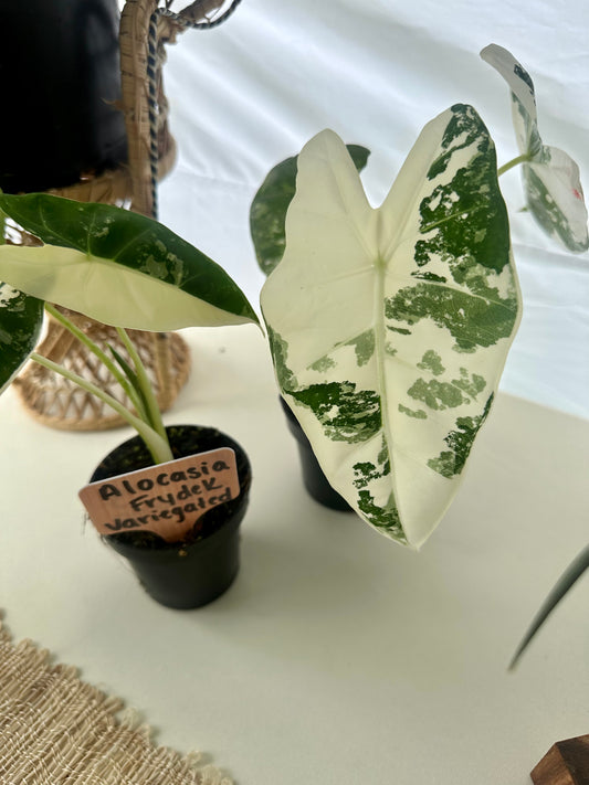 Alocasia Frydek Variegated