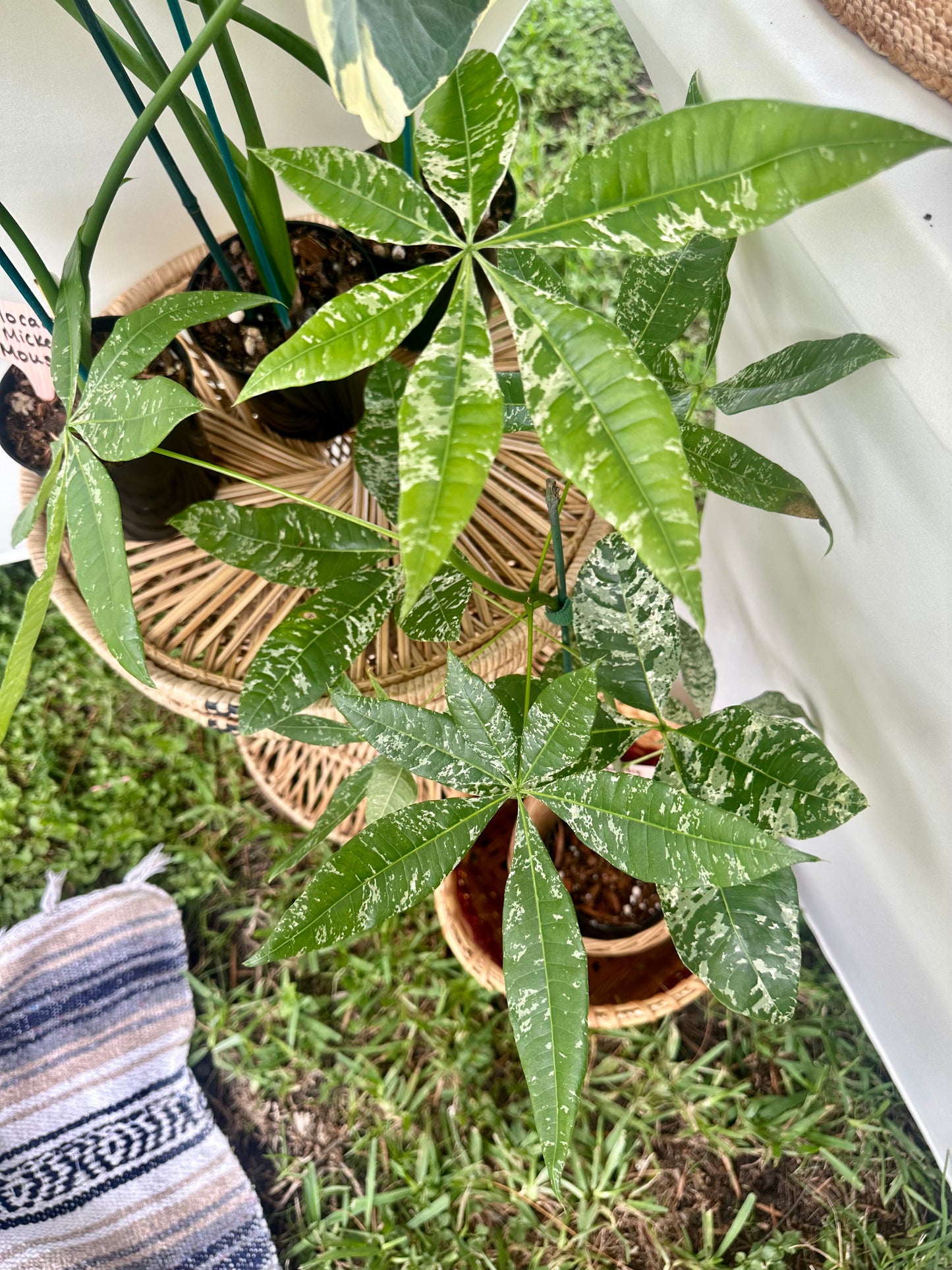 Money Tree Variegated