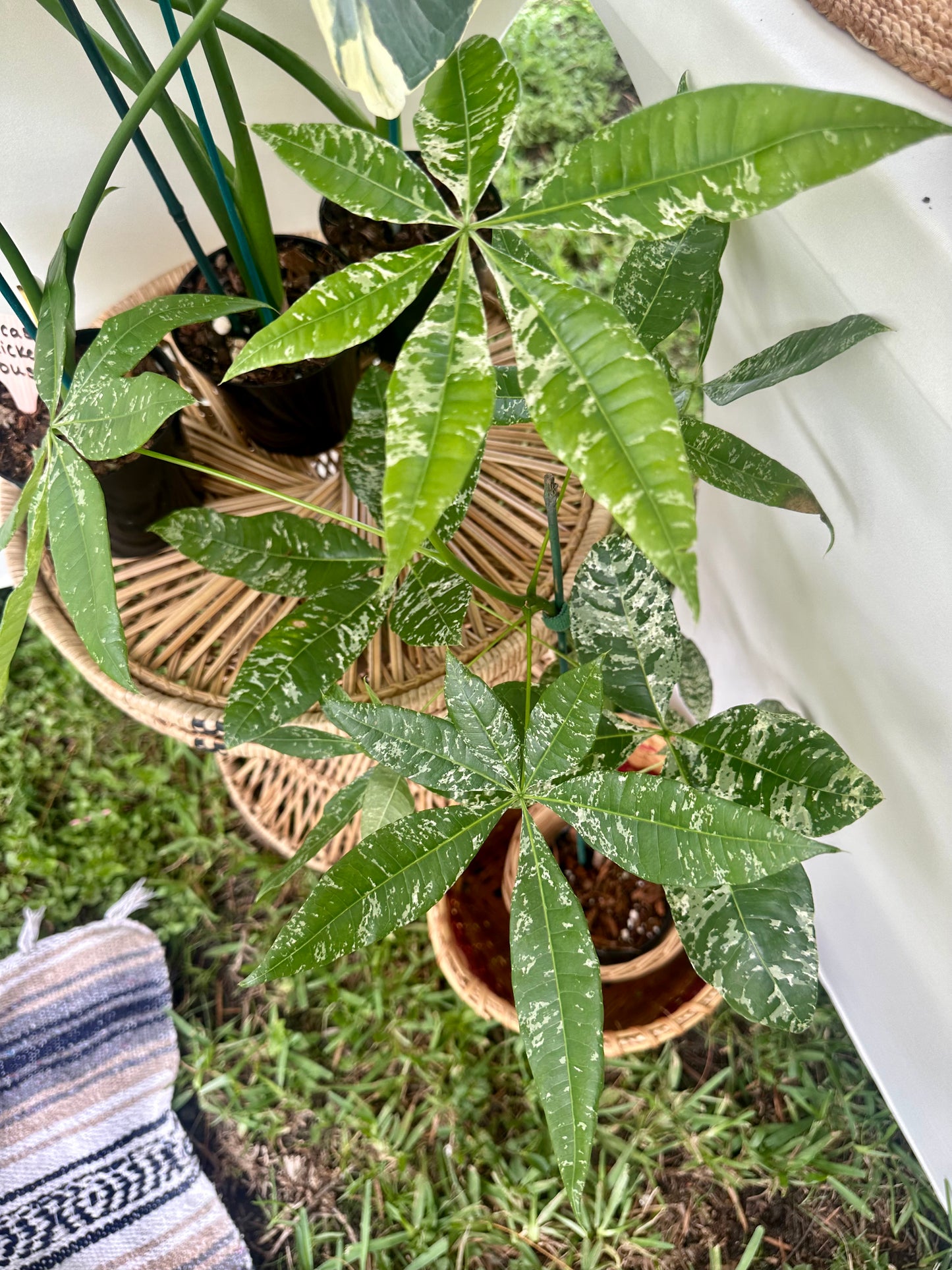 Money Tree Variegated