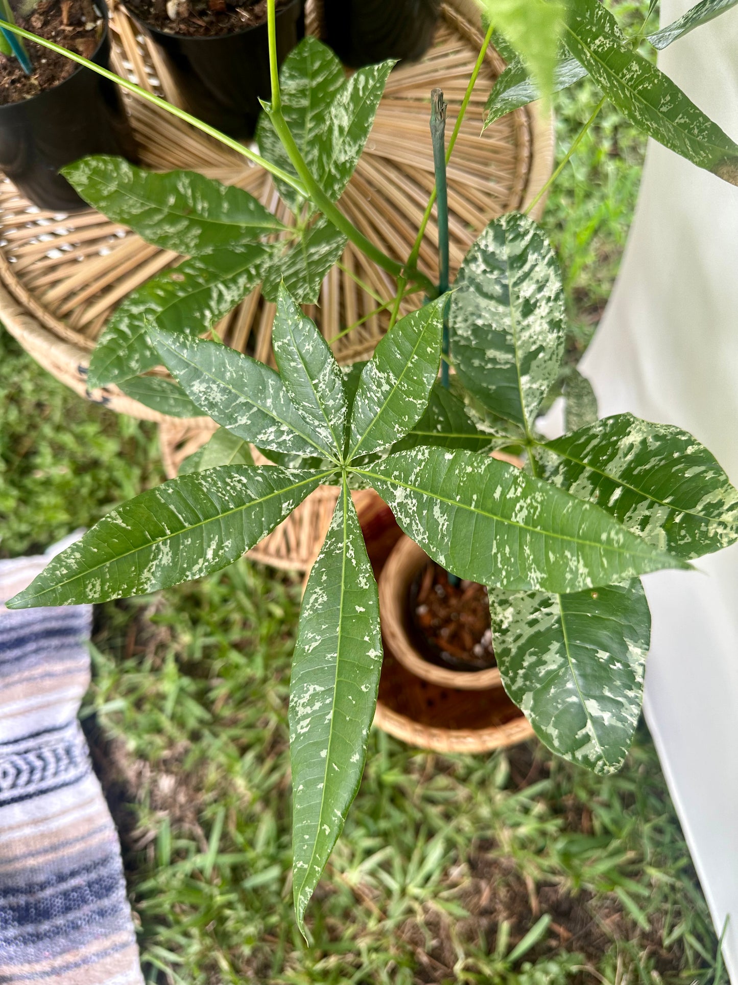 Money Tree Variegated