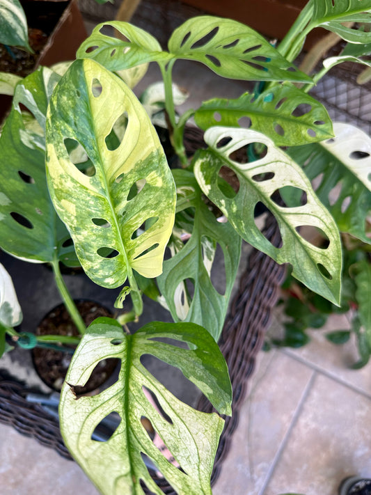 Monstera Adansonii Variegated