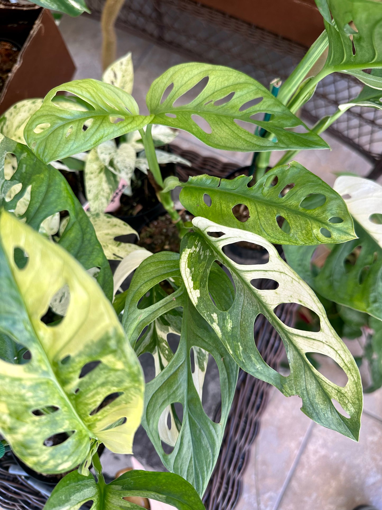 Monstera Adansonii Variegated