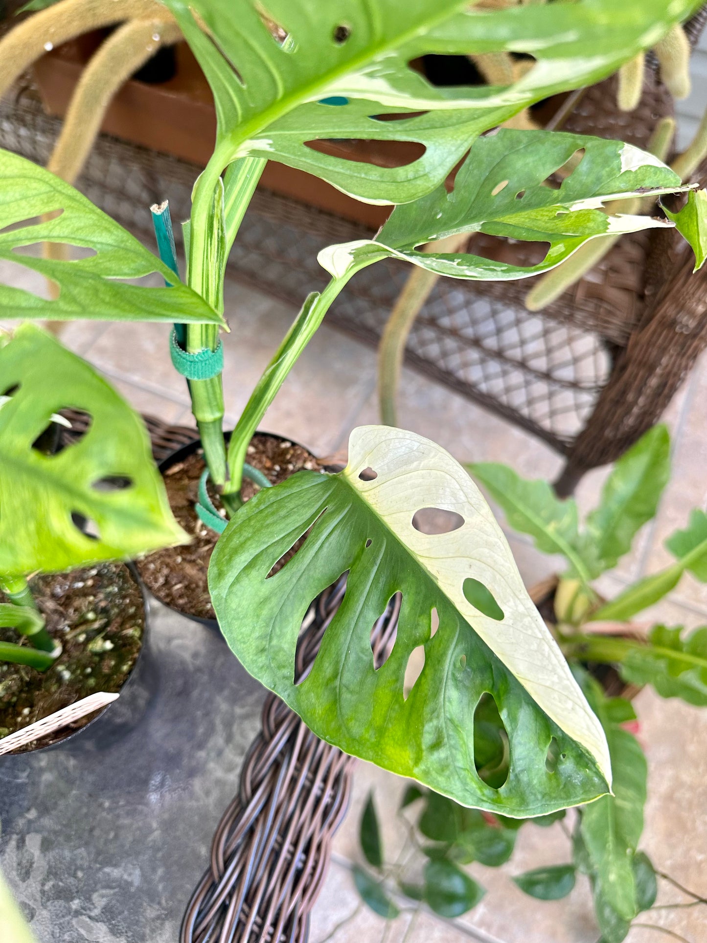 Monstera Adansonii Variegated