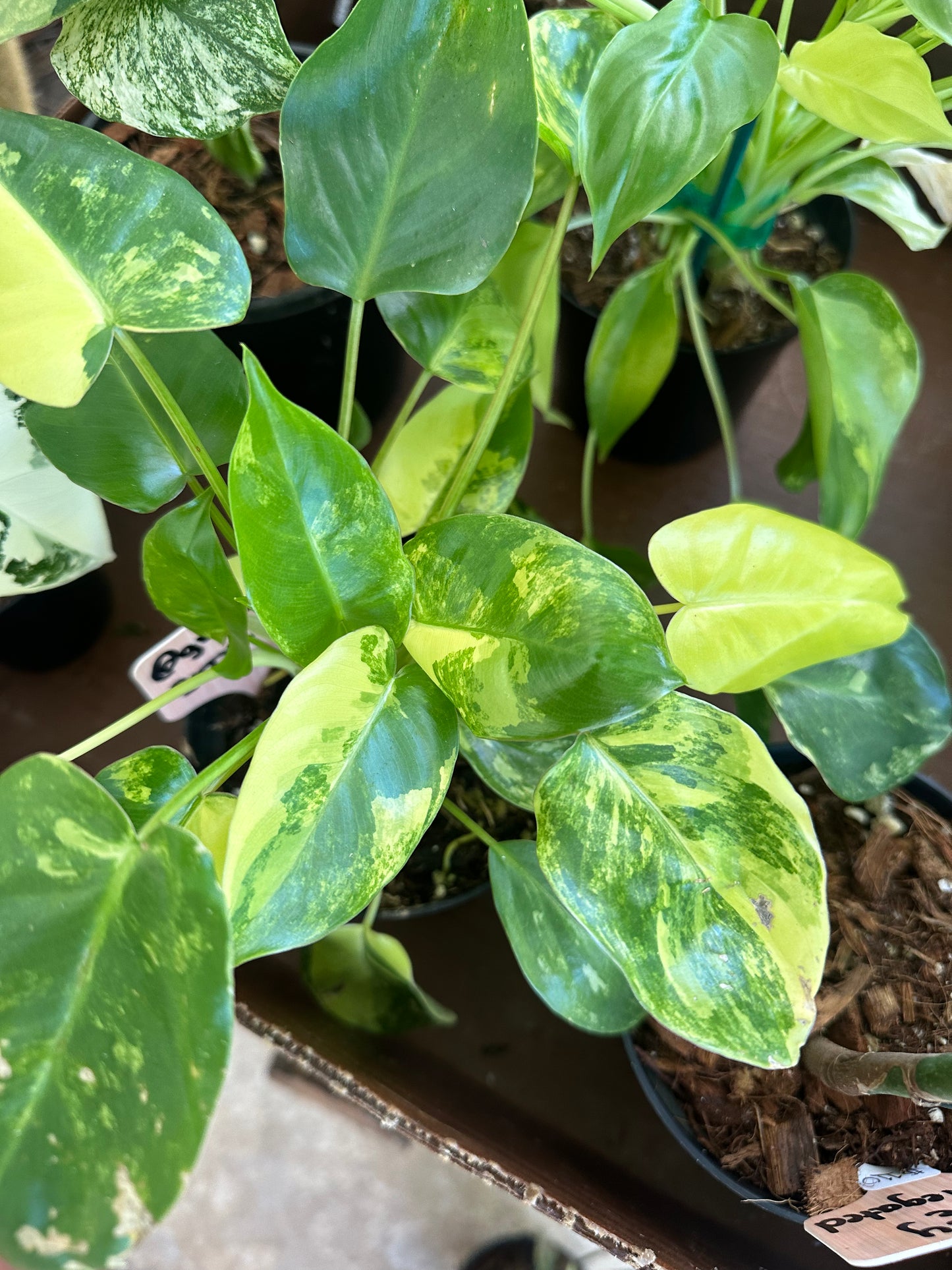 Philodendron Burle Marx Variegated