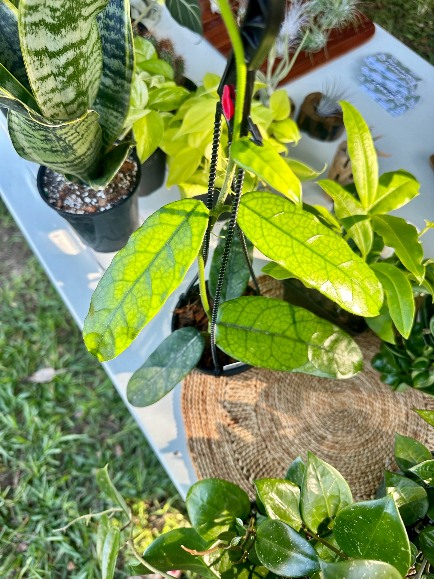 Hoya Globulosa