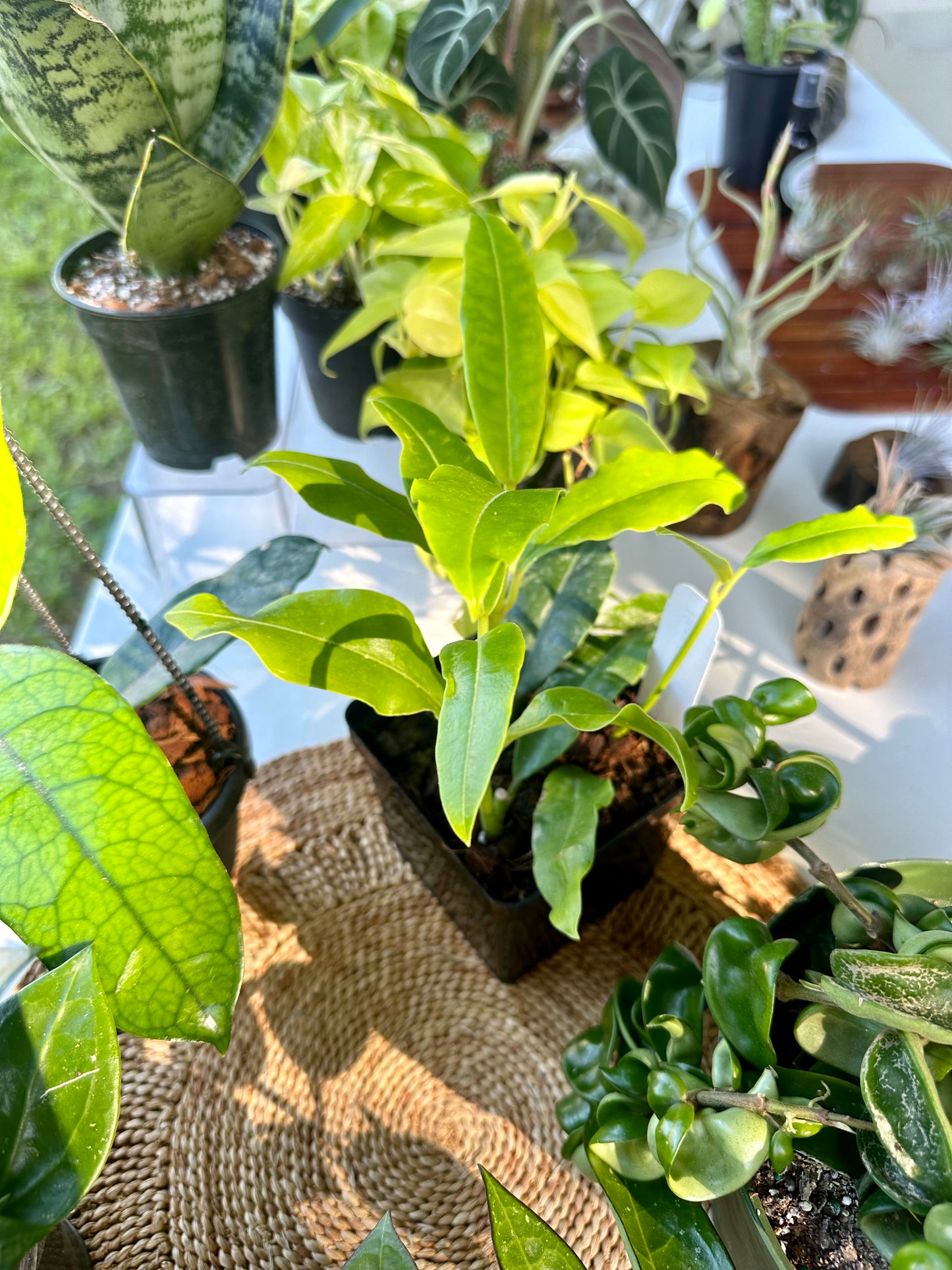 Hoya Imperialis