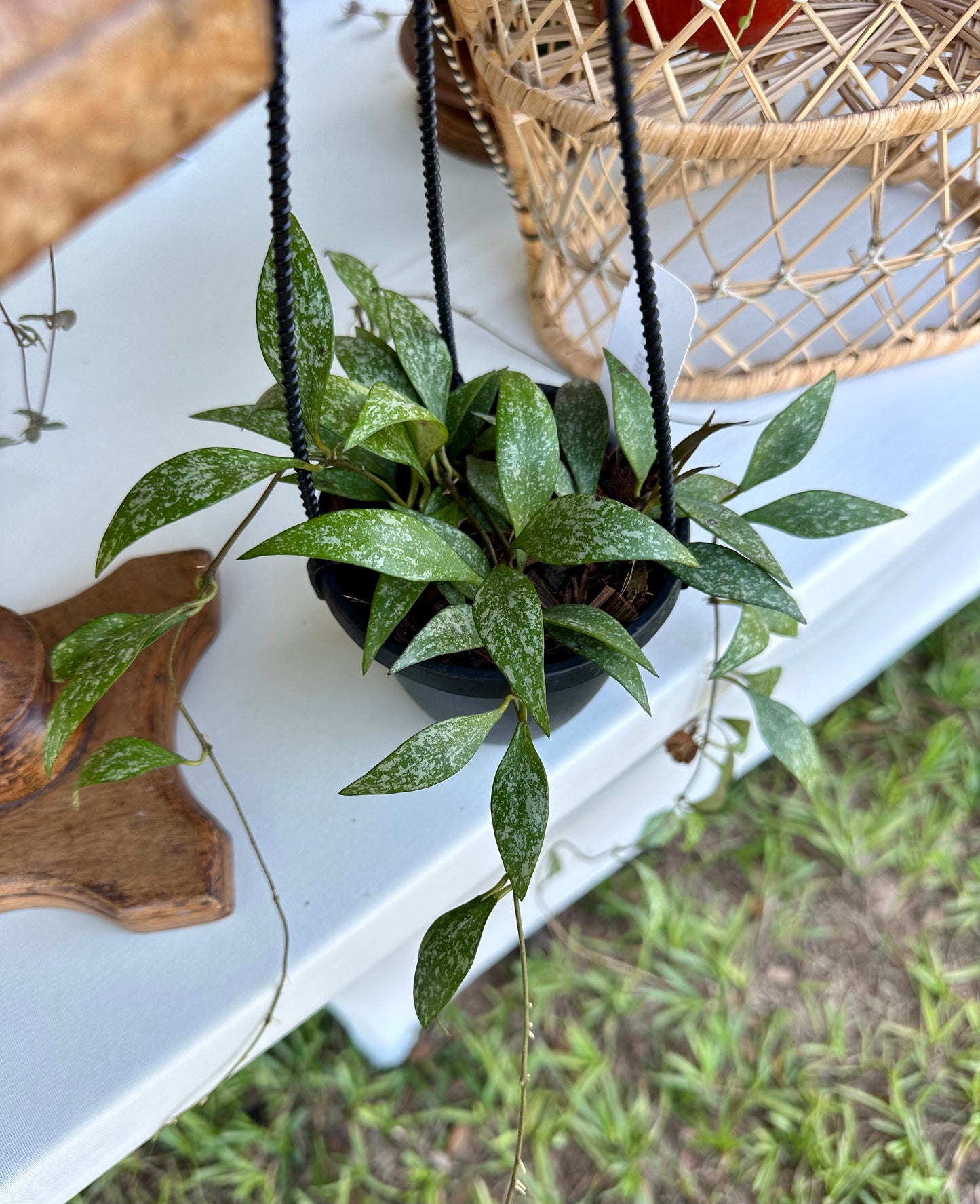 Hoya Parviflora Splash