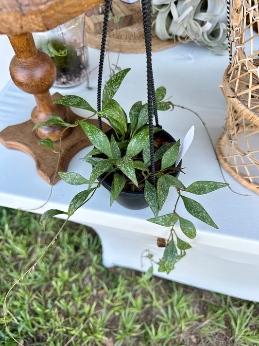 Hoya Parviflora Splash