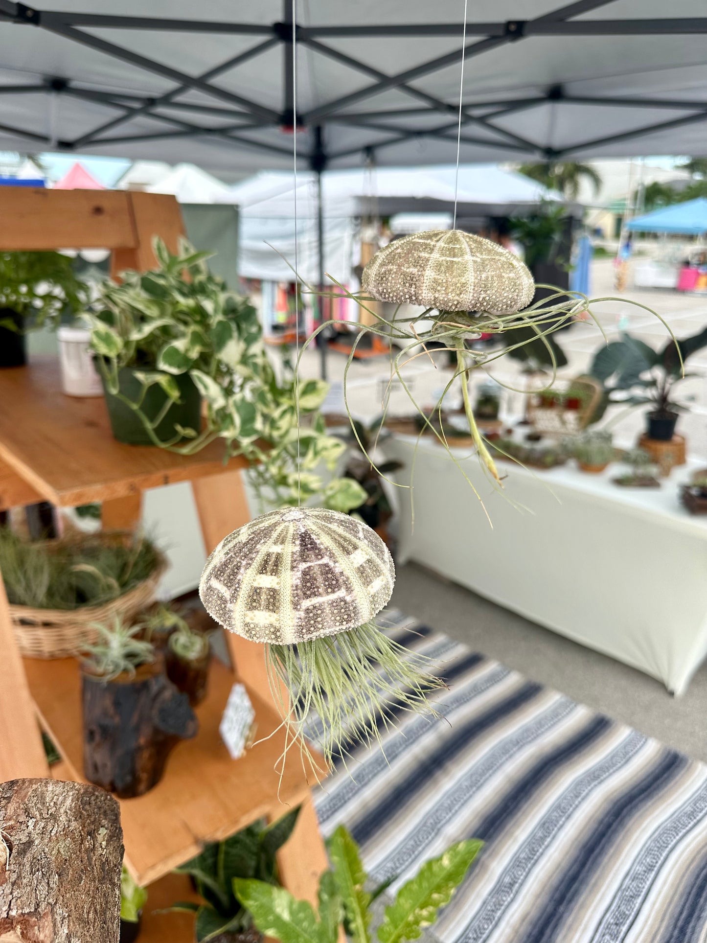 Hanging Striped Urchin