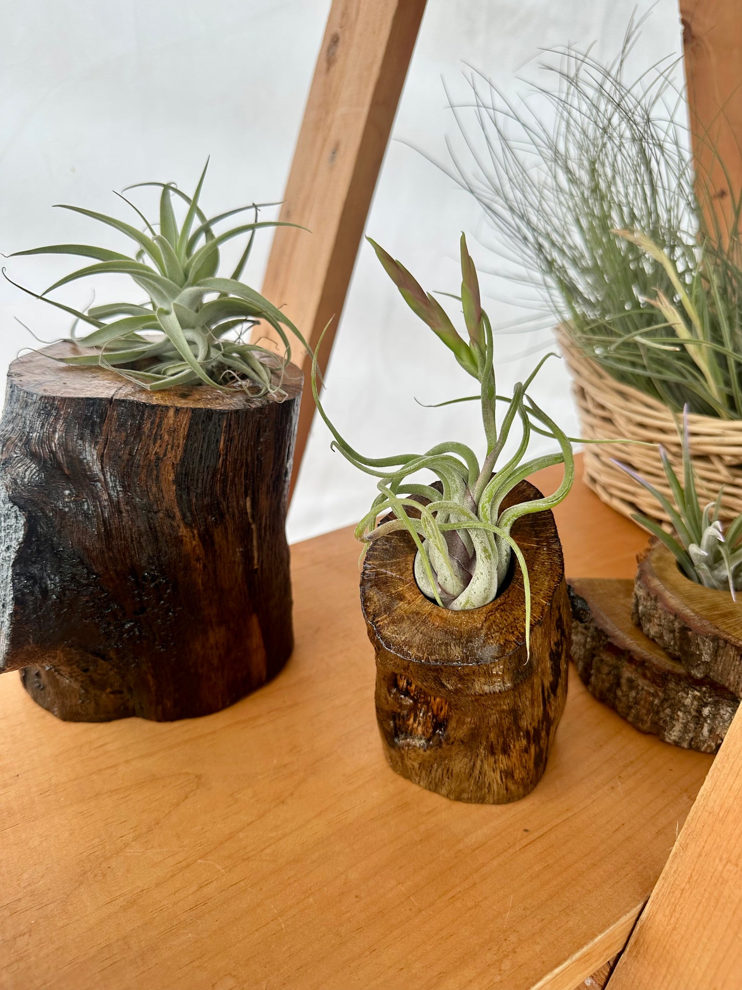 Oak Air Plant Holders