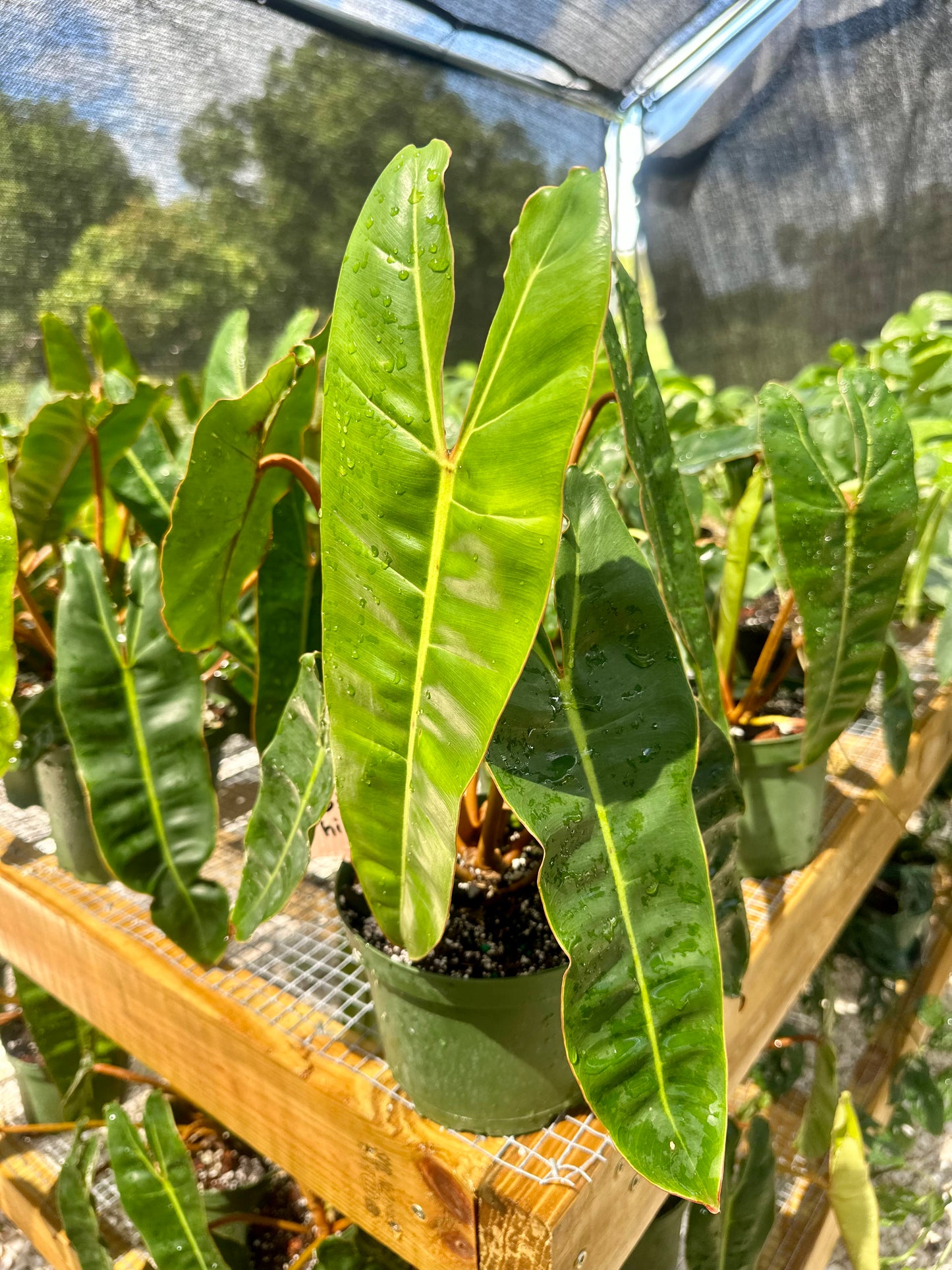 Philodendron Billietiae