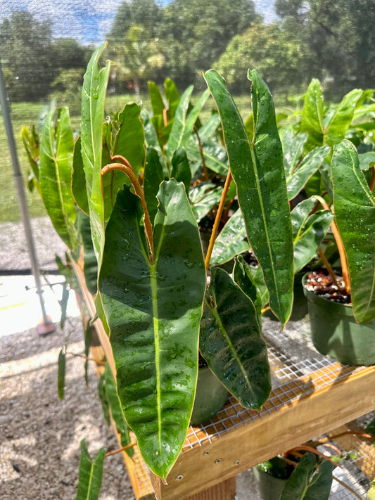 Philodendron Billietiae