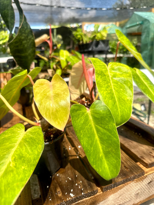 Philodendron Painted Lady